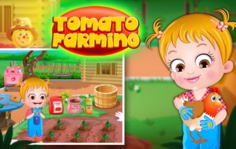 Baby Hazel Tomato Farming
