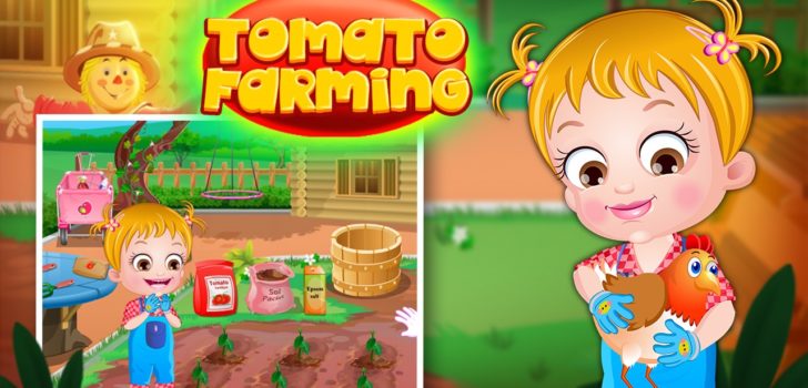 Baby Hazel Tomato Farming
