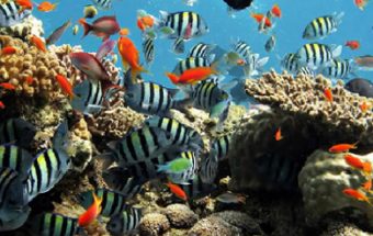 Hidden Letters in the Ocean