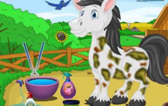 Pet Horse Care