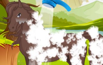 Horse Grooming Salon