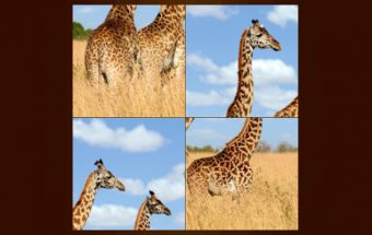 Animal Puzzle