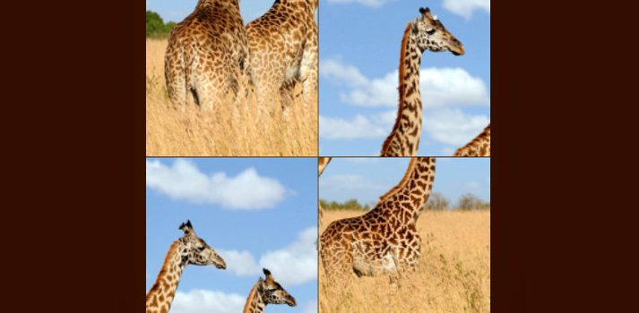 Animal Puzzle