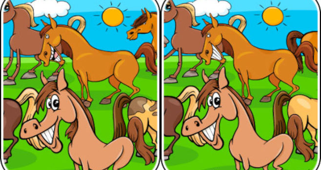 Animals Differences